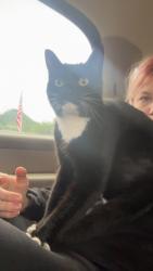 Found/Stray Female Cat last seen Burlington Cannazone, Burlington, WA 98233