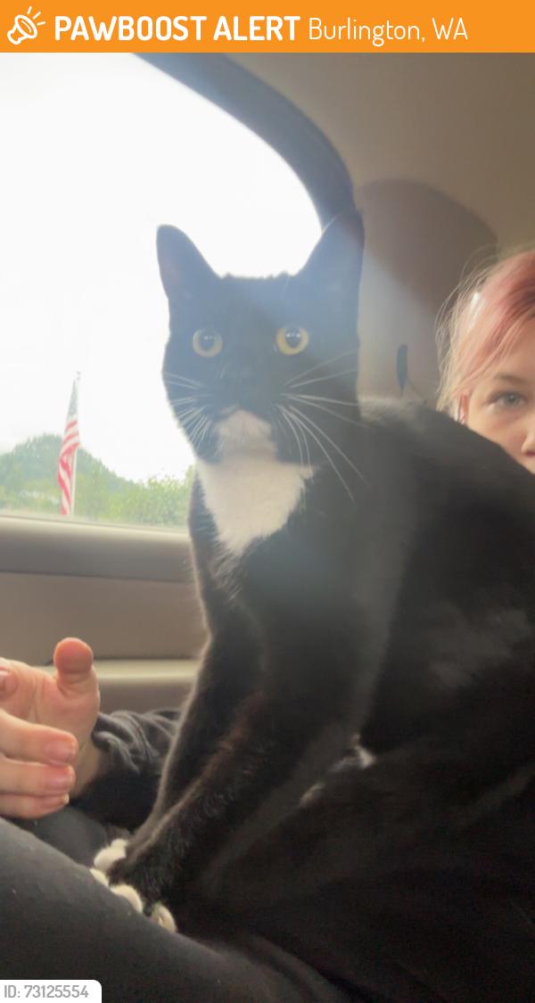 Found/Stray Female Cat last seen Burlington Cannazone, Burlington, WA 98233