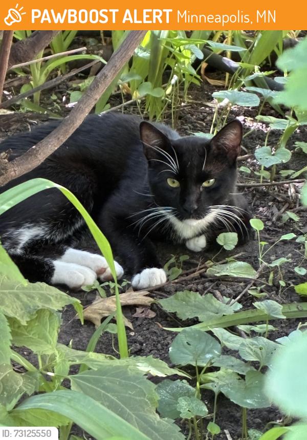 Found/Stray Unknown Cat last seen Thomas Ave South, Bryn Mawr, Minneapolis, MN 55405