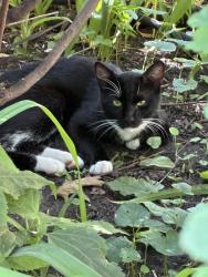 Found/Stray Unknown Cat last seen Thomas Ave South, Bryn Mawr, Minneapolis, MN 55405