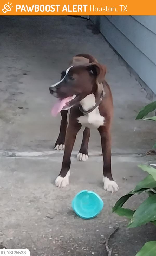 Found/Stray Male Dog last seen Waterside apmts, Houston, TX 77075