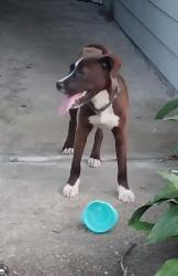 Found/Stray Male Dog last seen Waterside apmts, Houston, TX 77075
