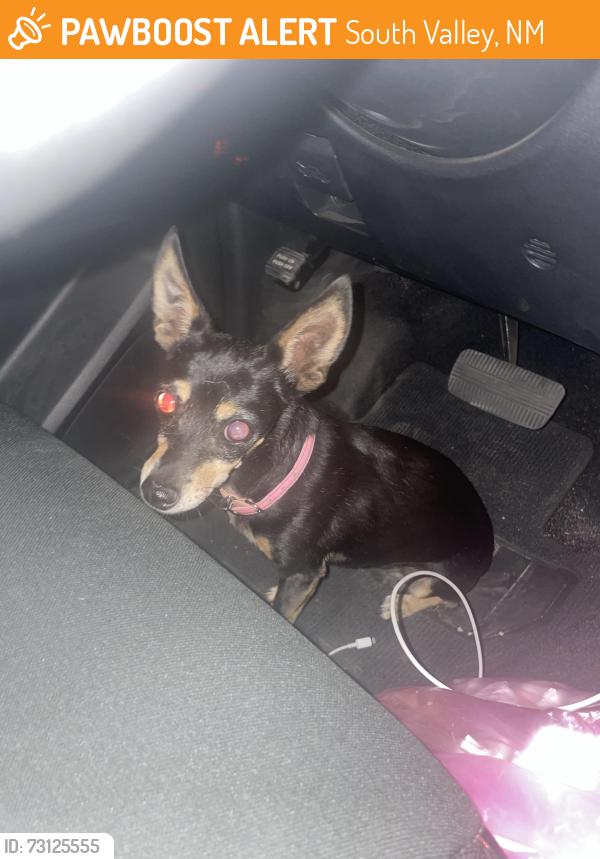 Found/Stray Unknown Dog last seen Isleta and Lopez Rd SW, South Valley, NM 87105