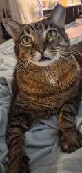 Reunited Male Cat last seen 68th St & Thomas Rd., Scottsdale, AZ 85251