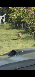 Found/Stray Unknown Dog last seen Pradera y benito, Montclair, CA 91763