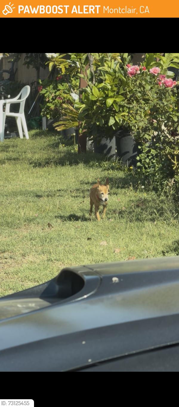 Found/Stray Unknown Dog last seen Pradera y benito, Montclair, CA 91763