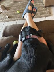 Reunited Female Dog last seen Antioch, Antioch, CA 94509