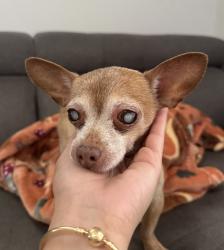 Reunited Male Dog last seen Near nw 59th Ave Hialeah, fl 33015, Hialeah, FL 33015