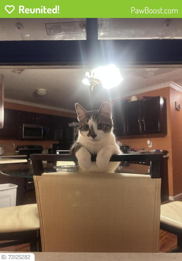 Reunited Male Cat last seen Near weston lane, Spring Hill, TN 37174
