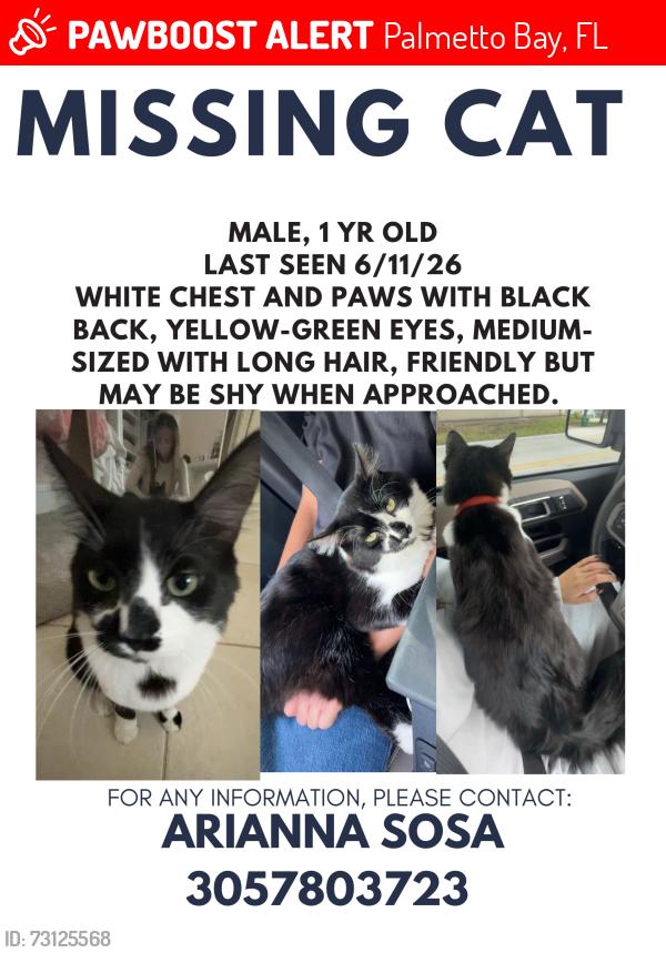 Lost Male Cat last seen 174h and 87th, Palmetto Bay, FL 33157