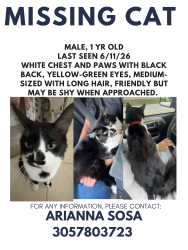 Lost Male Cat last seen 174h and 87th, Palmetto Bay, FL 33157