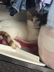 Reunited Male Cat last seen Euclid & 5th, Santa Ana, CA 92703