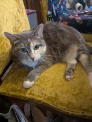 Reunited Female Cat last seen Ridge and Douglas St, Cheyenne, WY 82009
