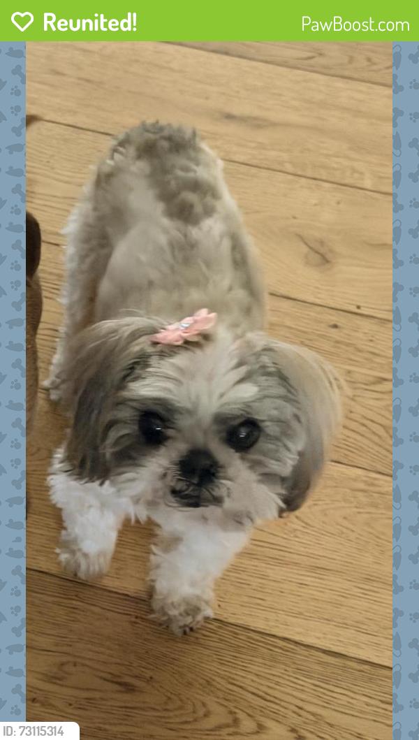 Reunited Female Dog last seen Chayote and Foxmoore, Rio Rancho, NM 87144