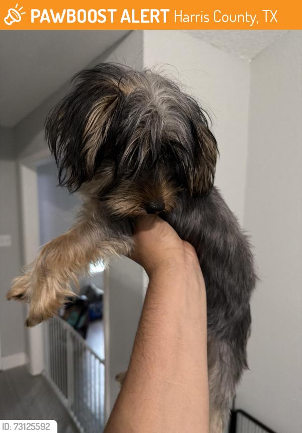 Found/Stray Unknown Dog last seen Elrod/Franz, Harris County, TX 77449
