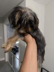Found/Stray Unknown Dog last seen Elrod/Franz, Harris County, TX 77449