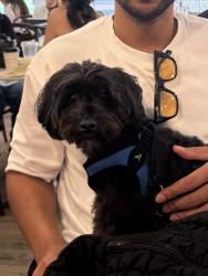 Reunited Male Dog last seen Near E 17th Ave Tampa, FL 33605 United States, Tampa, FL 33605