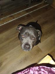 Reunited Female Dog last seen Alameda Rd, Fort Worth, TX 76020, USA, Fort Worth, TX 76020