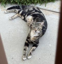 Reunited Unknown Cat last seen Between Greenfield & Pepper off of 2nd St, El Cajon, CA 92021
