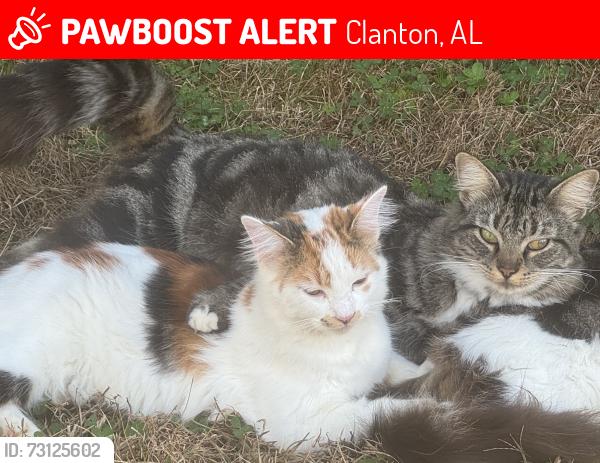 Lost Female Cat last seen Pindale road clanton Al, Clanton, AL 35046