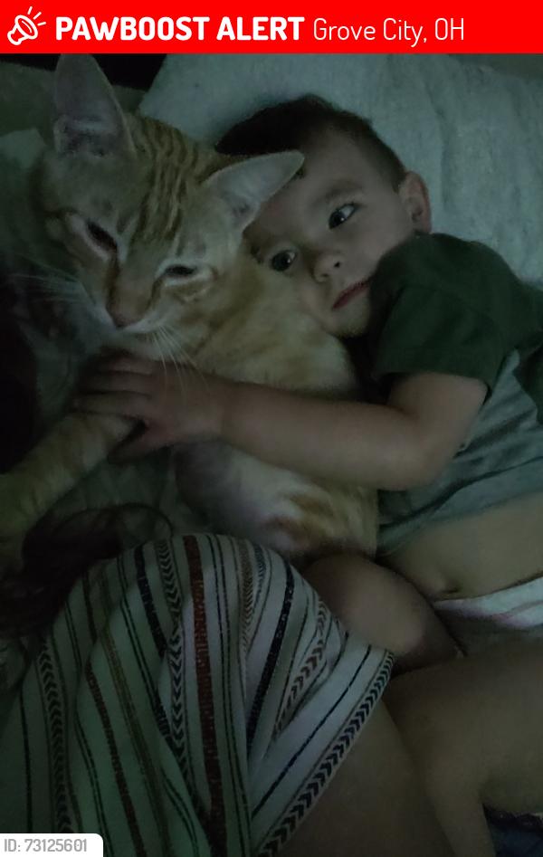 Lost Male Cat last seen Alkire rd, Grove City, OH 43123
