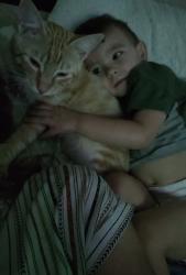 Lost Male Cat last seen Alkire rd, Grove City, OH 43123