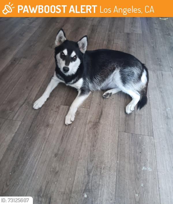 Found/Stray Female Dog last seen 103rd st and Wilmington ave Los Angeles California, Los Angeles, CA 90002