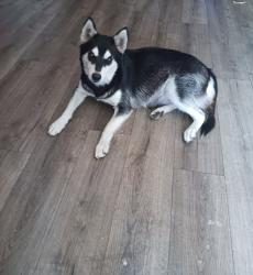 Found/Stray Female Dog last seen 103rd st and Wilmington ave Los Angeles California, Los Angeles, CA 90002