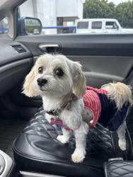 Lost Female Dog last seen Arbor Vitae and Crenshaw, Inglewood, CA 90305