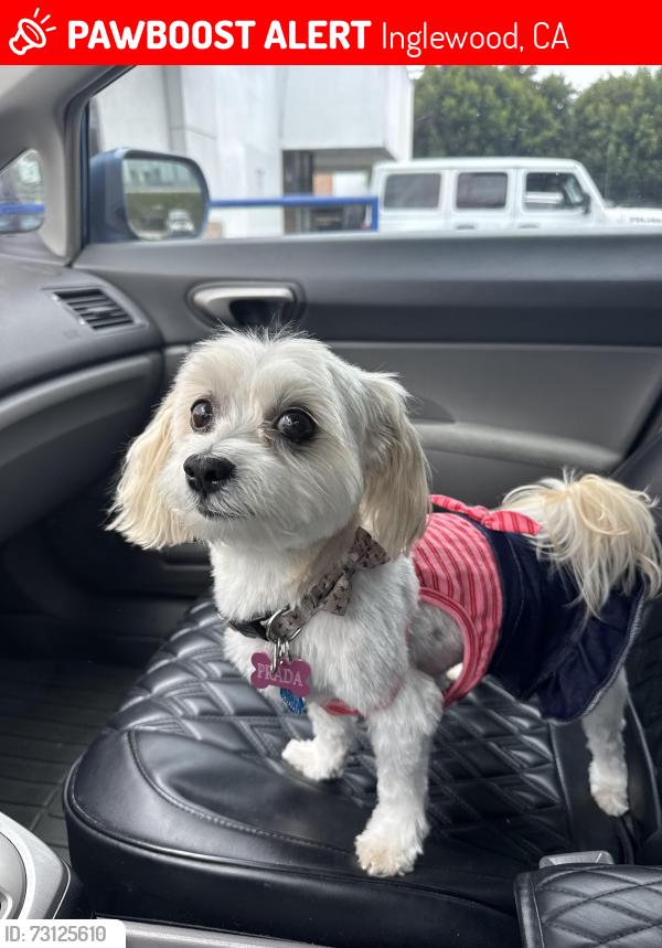 Lost Female Dog last seen Arbor Vitae and Crenshaw, Inglewood, CA 90305
