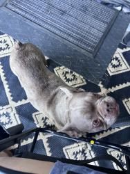 Found/Stray Female Dog last seen Wildwood dog park, San Bernardino, CA 92404