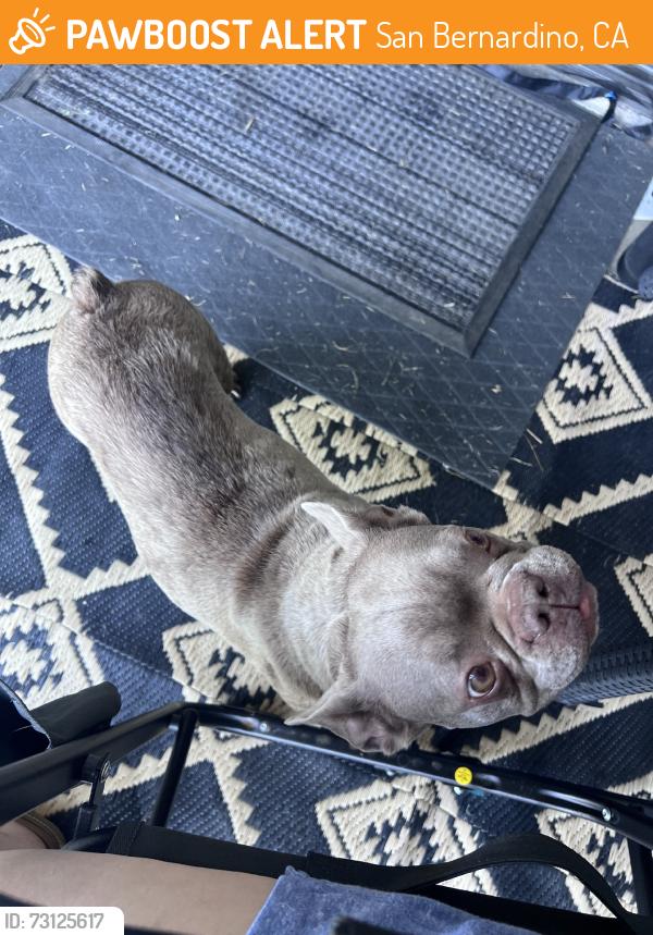 Found/Stray Female Dog last seen Wildwood dog park, San Bernardino, CA 92404