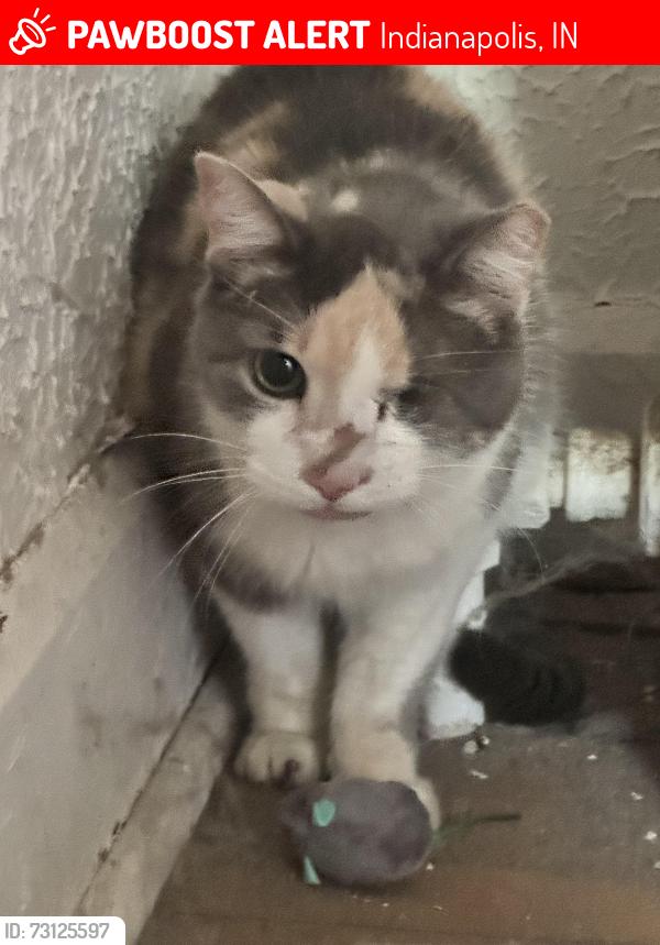 Lost Female Cat last seen The FACE clinic, Indianapolis, IN 46201