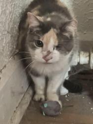 Lost Female Cat last seen The FACE clinic, Indianapolis, IN 46201
