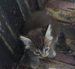 Lost Female Cat last seen Near Stevens dr Bryan tx, Bryan, TX 77803