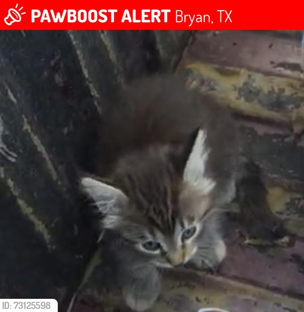 Lost Female Cat last seen Near Stevens dr Bryan tx, Bryan, TX 77803