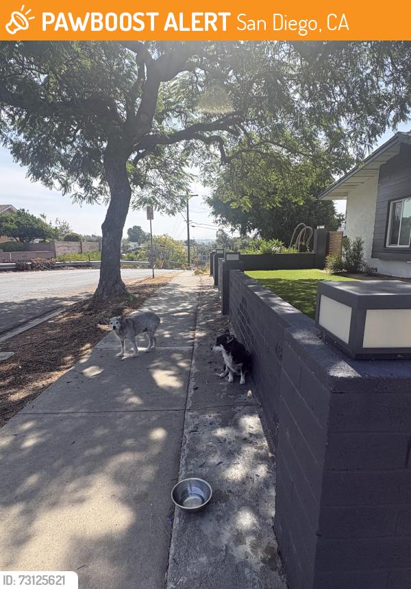 Found/Stray Unknown Dog last seen Alvin, San Diego, CA 92114