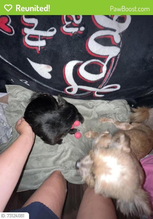 Reunited Female Dog last seen Highbridge, Crandall, TX 75114