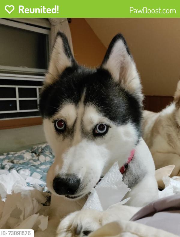 Reunited Female Dog last seen Near Homestead Duquesne Rd and Coal Road Ext., Munhall, PA 15120