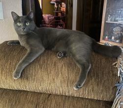 Lost Male Cat last seen 116th and 10th, Tacoma, WA 98444