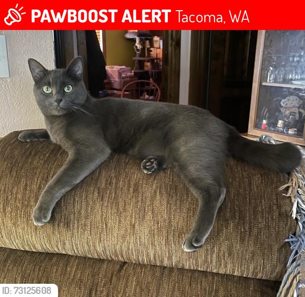 Lost Male Cat last seen 116th and 10th, Tacoma, WA 98444