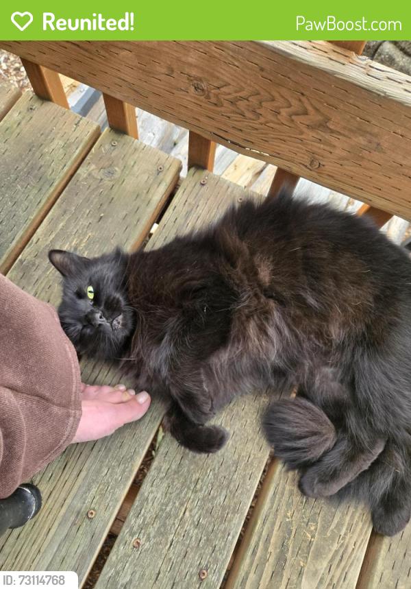 Reunited Male Cat last seen Near big 5 and police station, Vancouver, WA 98684