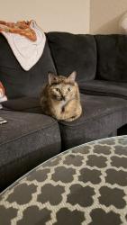 Lost Female Cat last seen w woodlawn ave & blanco, San Antonio, TX 78201