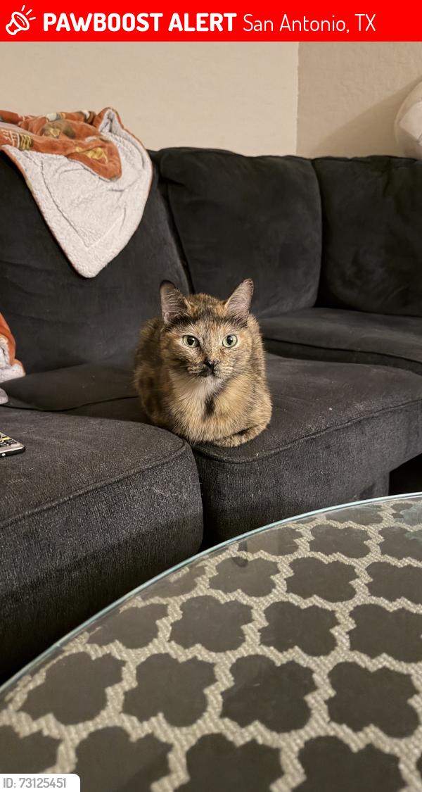 Lost Female Cat last seen w woodlawn ave & blanco, San Antonio, TX 78201