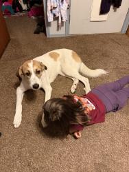 Reunited Male Dog last seen Antonio Dr, Helotes, TX 78023