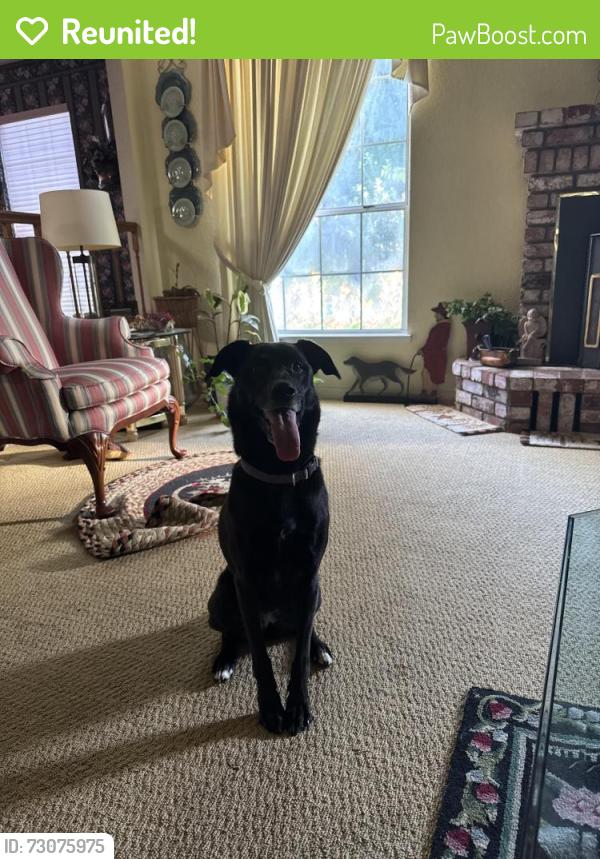 Reunited Female Dog last seen Walter Dr. and Oakridge Dr., Modesto, CA 95351