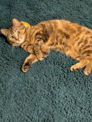 Reunited Female Cat last seen Prairie Hill St., Comstock Northwest, MI 49048