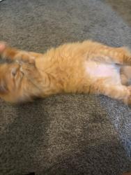 Reunited Unknown Cat last seen 43RD AND SHERIDAN ROAD, Kenosha, WI 53140