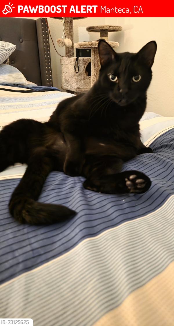 Lost Male Cat last seen lacey ave, vallonea st and halo ave, Manteca, CA 95337