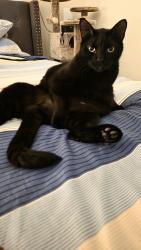 Lost Male Cat last seen lacey ave, vallonea st and halo ave, Manteca, CA 95337